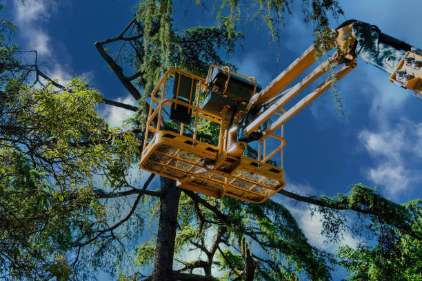 How Our Tree Care Process Works  in  Rio Linda, CA