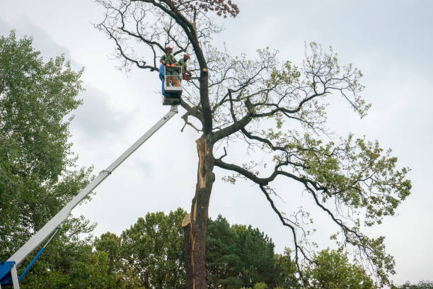 Reliable Rio Linda, CA Tree Removal Solutions